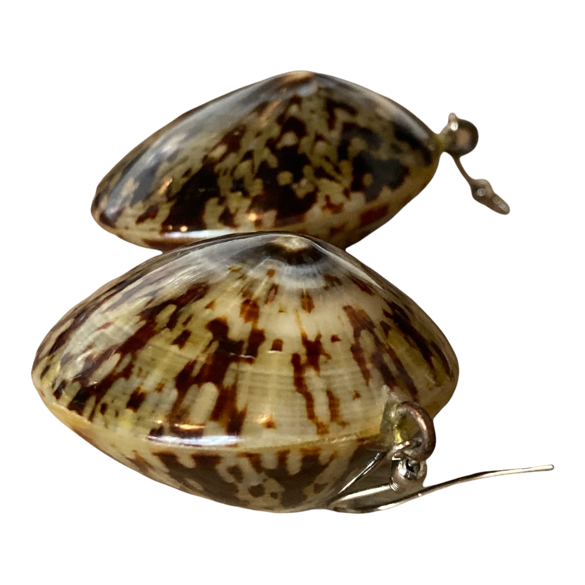 Vintage Phillippine Natural Limpet Earrings